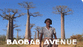 Baobab Avenue banner.gif