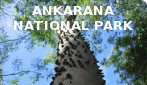 Ankarana National Park banner 01.jpg