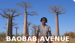 Baobab Avenue banner.png