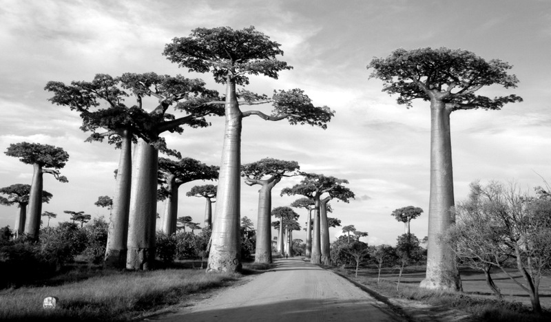 Baobabs Madagascar MahayExpédition.JPG
