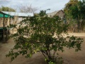 Anjahankely Tree Nursery 036.jpg
