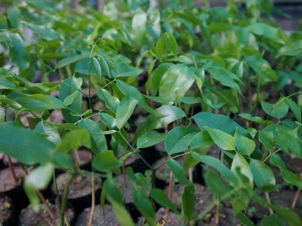 Anjahankely Tree Nursery 050.jpg