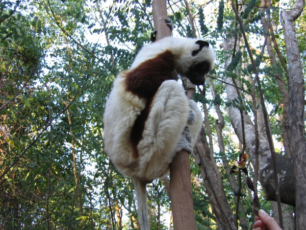 Ankarafantsika National Park 035.jpg