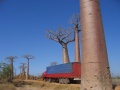 Baobab Avenue 001.jpg