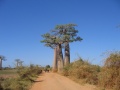Baobab Avenue 004.jpg