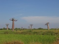 Baobab Avenue 005.jpg