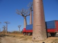 Baobab Avenue 006.jpg