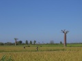 Baobab Avenue 010.jpg
