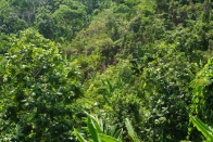 Farankaraina Tropical Park 004.jpg