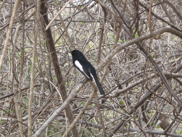 Madagascar Magpie robin 001.jpg