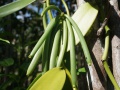 Madagascar Vanilla 115.jpg