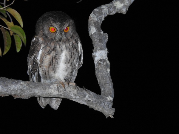 Madagascar scops-owl 001.jpg