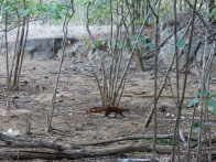 Malagasy ring-tailed mongoose 003.jpg