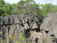 Tsingy de Bemaraha IMG 4591.jpg