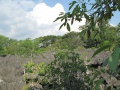 Tsingy de Bemaraha IMG 4593.jpg