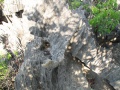 Tsingy de Bemaraha IMG 4597.jpg