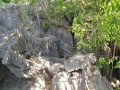 Tsingy de Bemaraha IMG 4598.jpg