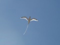White Tailed Tropicbird 001.jpg