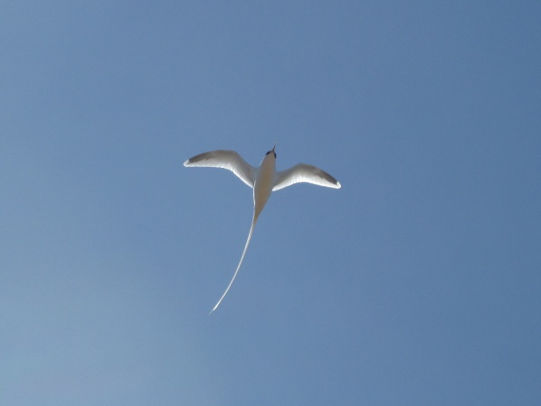 White Tailed Tropicbird 001.jpg